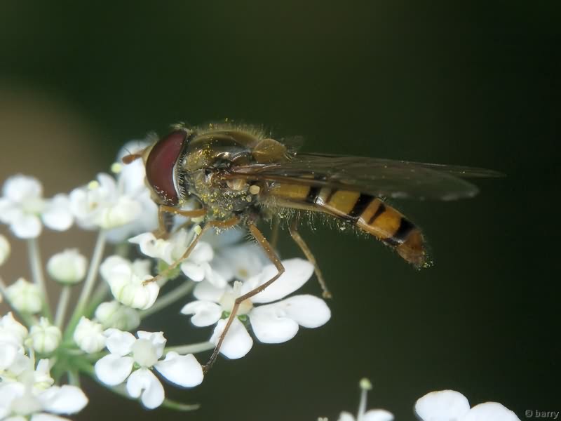 Episyrphus balteatus (De Geer, 1776)